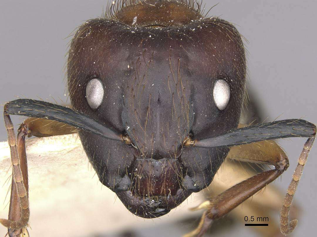 Image of Florida Carpenter Ant