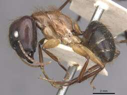 Image of Florida Carpenter Ant