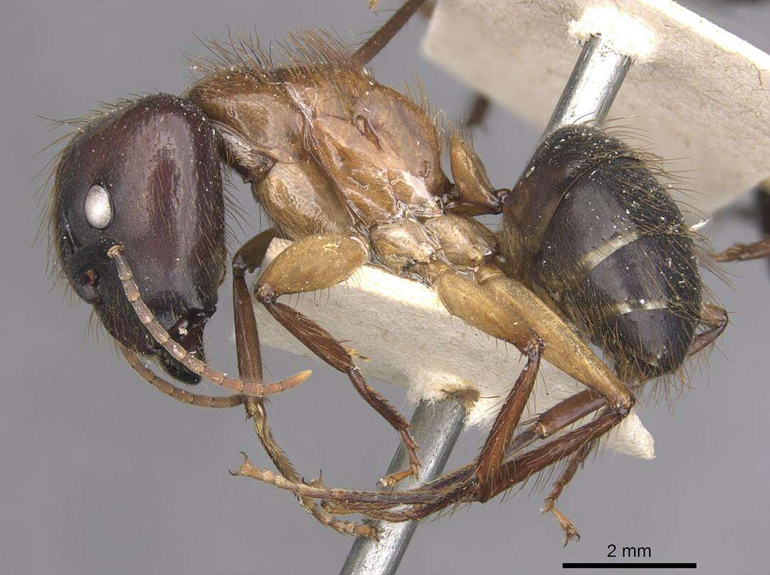 Image of Florida Carpenter Ant