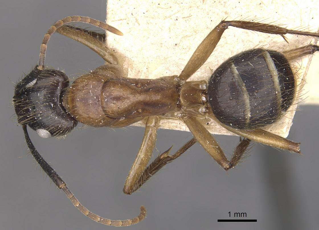 Image of Florida Carpenter Ant