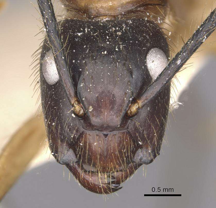 Image of Florida Carpenter Ant