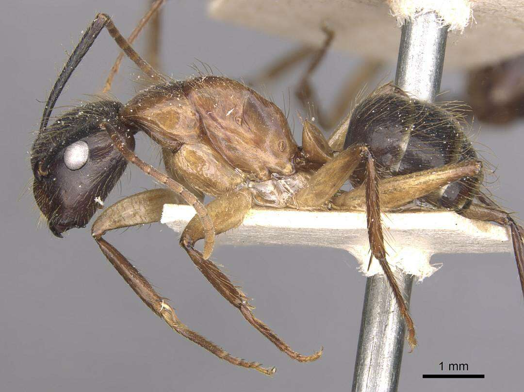 Image of Florida Carpenter Ant