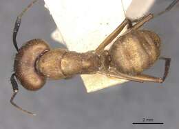 Image of Florida Carpenter Ant