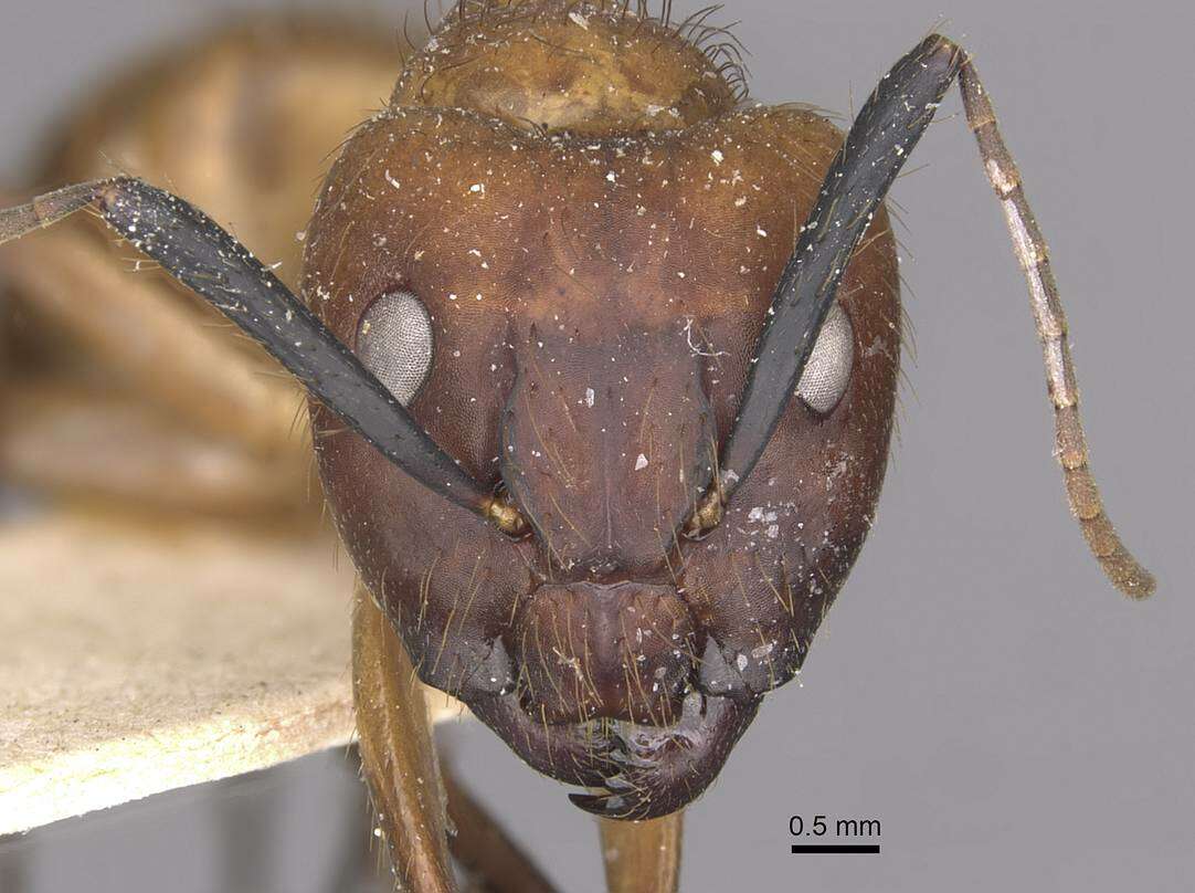 Image of Florida Carpenter Ant