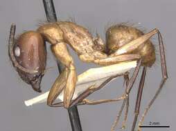 Image of Florida Carpenter Ant