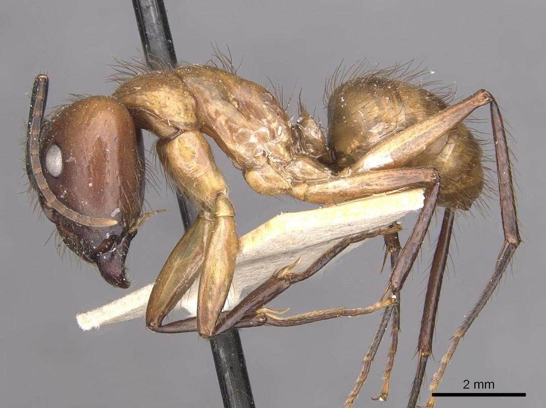 Image of Florida Carpenter Ant