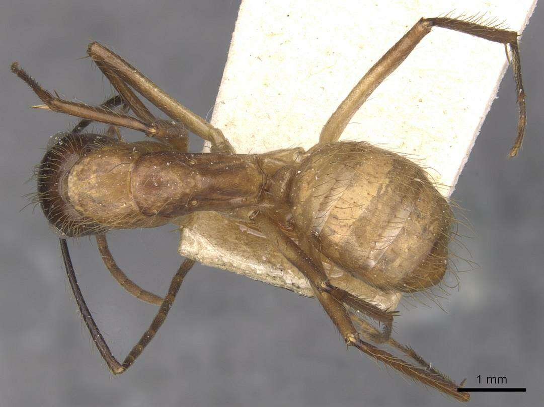 Image of Florida Carpenter Ant