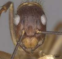 Image of Florida Carpenter Ant