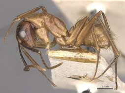 Image of Florida Carpenter Ant