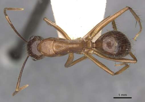 Image of Florida Carpenter Ant