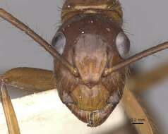 Image of Florida Carpenter Ant