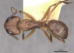 Image of Florida Carpenter Ant