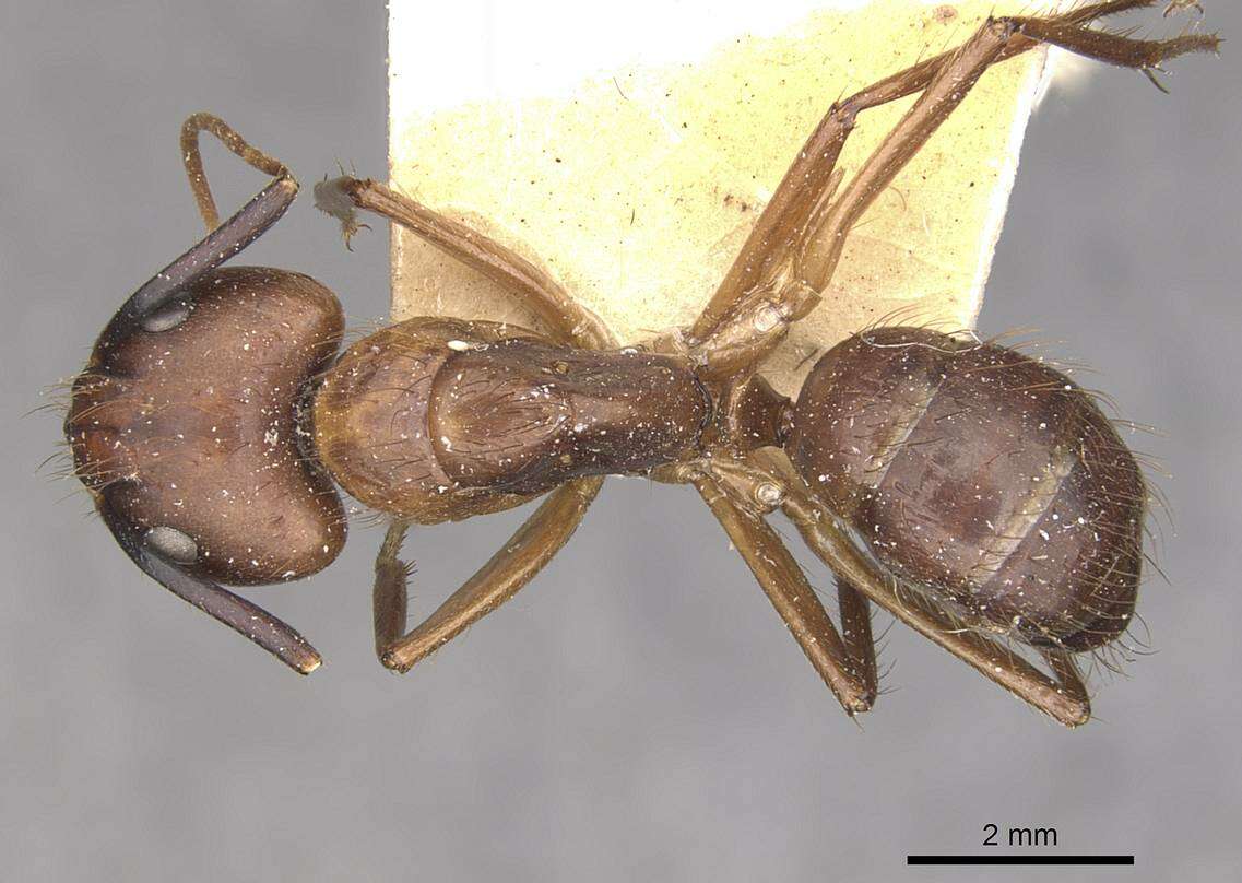 Image of Florida Carpenter Ant