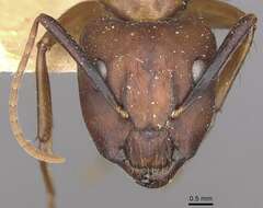 Image of Florida Carpenter Ant