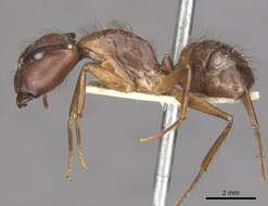 Image of Florida Carpenter Ant