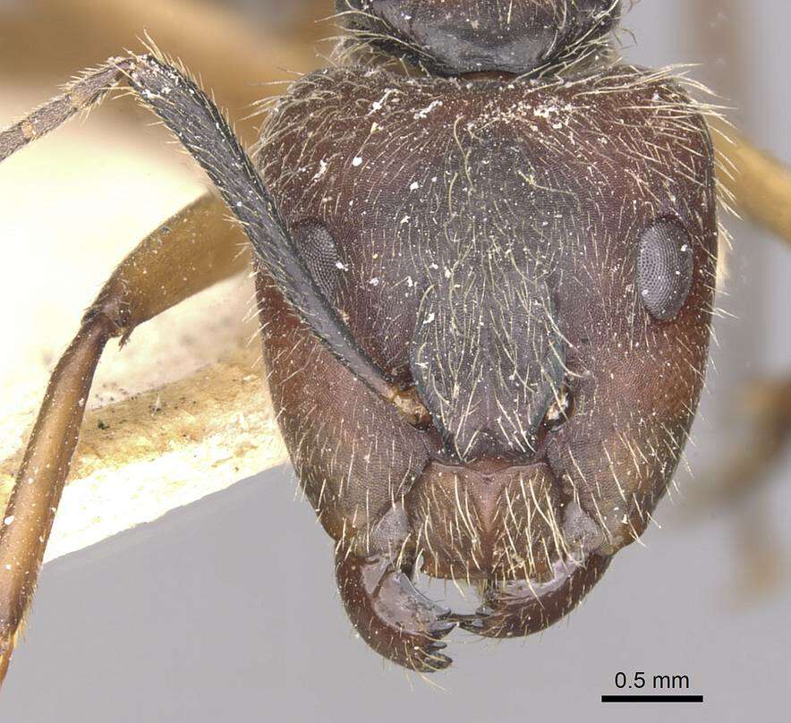 Image of Camponotus alacer Forel 1912