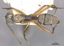 Image of Camponotus alacer Forel 1912
