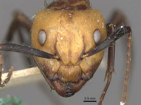 Слика од Camponotus bugnioni Forel 1899