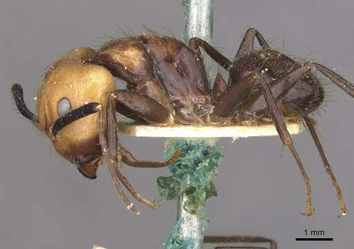 Слика од Camponotus bugnioni Forel 1899