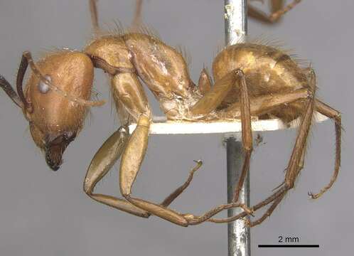 Imagem de Camponotus hannani Forel 1899