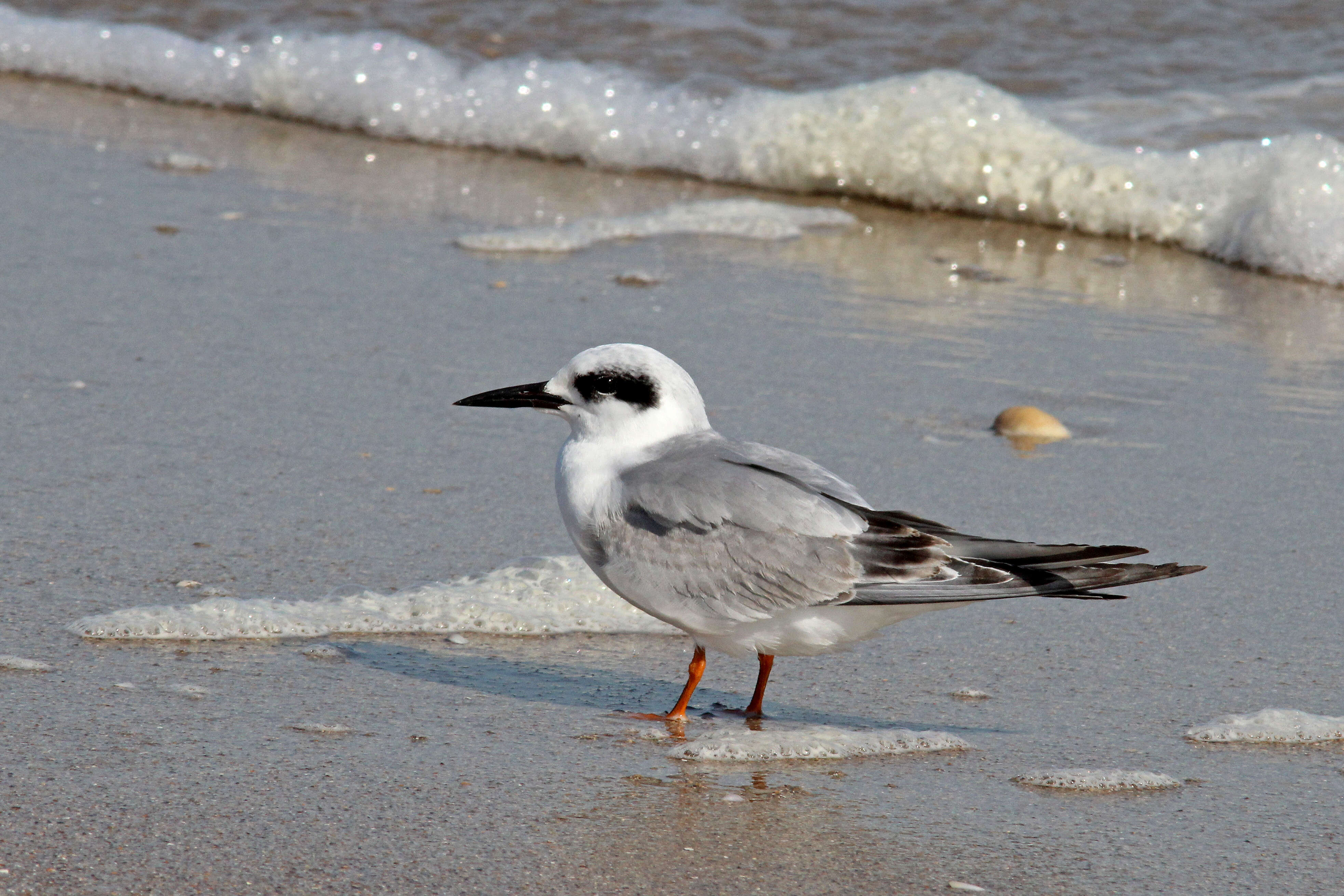 Image of Forster's Tern