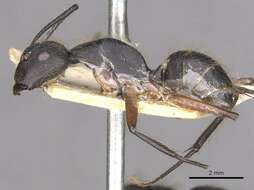 Plancia ëd Camponotus rufipes (Fabricius 1775)