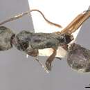 Image of Camponotus punctatus Forel 1912