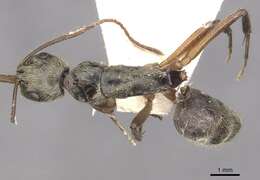 Image of Camponotus punctatus Forel 1912