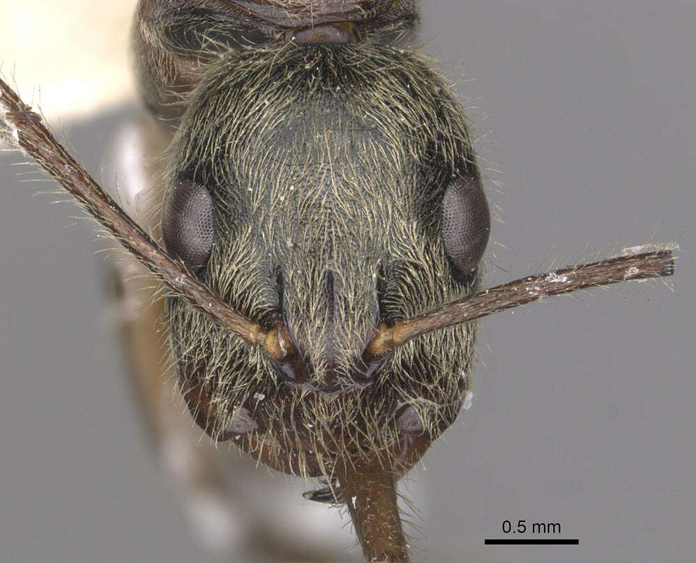 Image of Camponotus punctatus Forel 1912