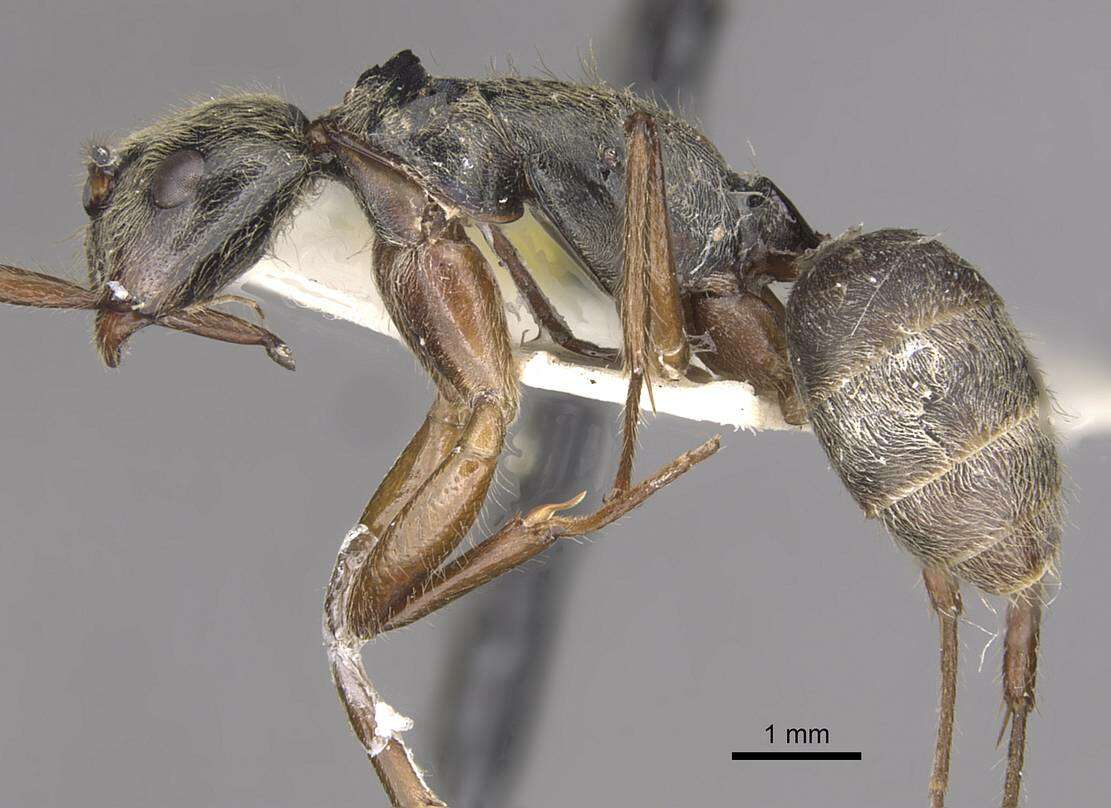 Image of Camponotus punctatus Forel 1912