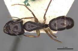 Image of Camponotus adami Forel 1910