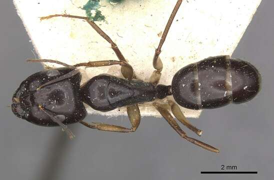 Слика од Camponotus adami Forel 1910