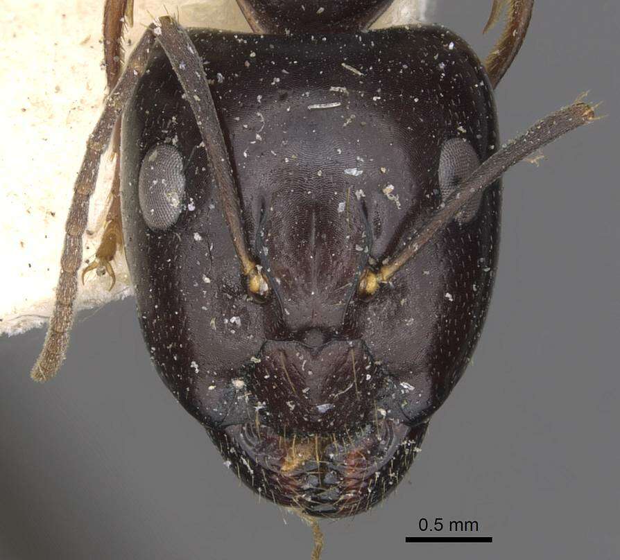 Image of Camponotus adami Forel 1910