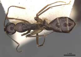 Image of Camponotus adami Forel 1910