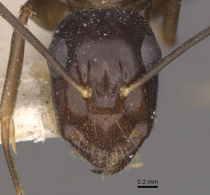 Image of Camponotus adami Forel 1910