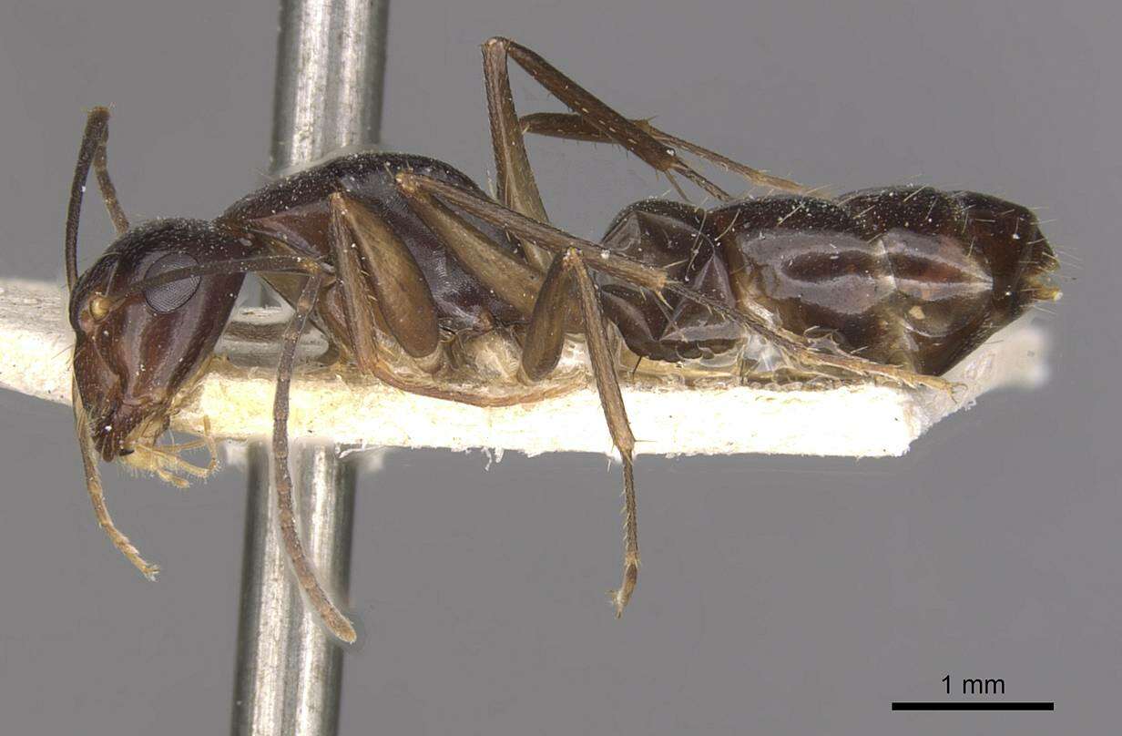 Image of Camponotus adami Forel 1910