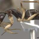 Image of <i>Camponotus elegans</i>