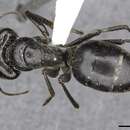 Image de Camponotus fieldellus Forel 1910