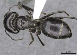 Image of Camponotus fieldellus Forel 1910