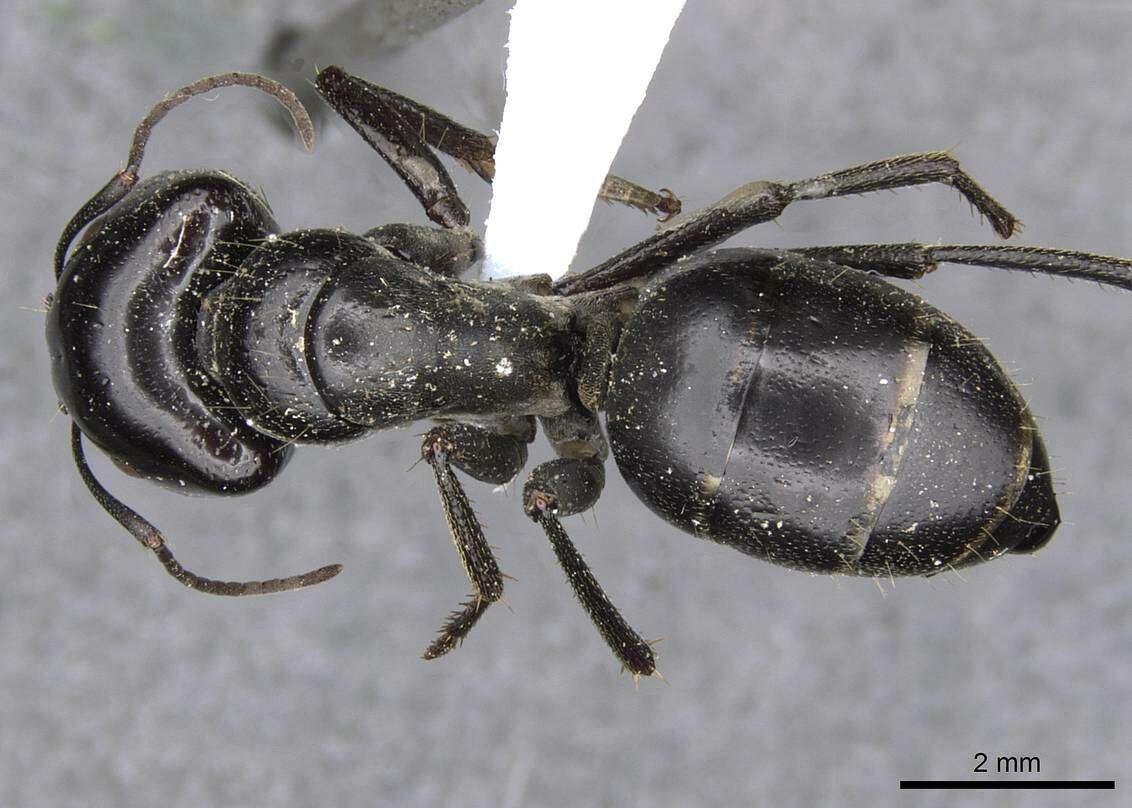 Image of Camponotus fieldellus Forel 1910