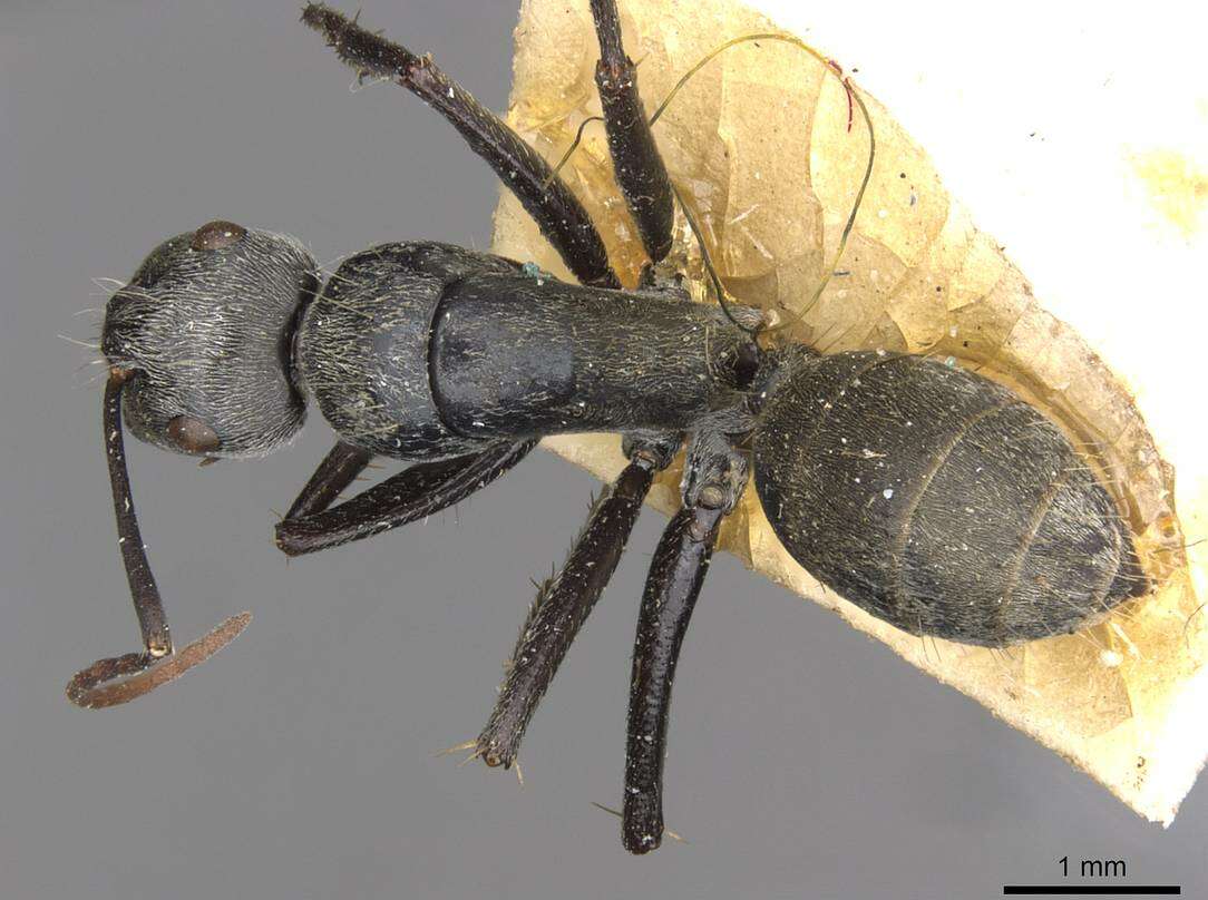 Image of Camponotus fieldellus Forel 1910