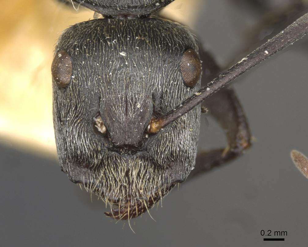 Image of Camponotus fieldellus Forel 1910