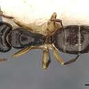 Image of Camponotus froggatti Forel 1902
