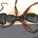 Image de Camponotus hartogi Forel 1902