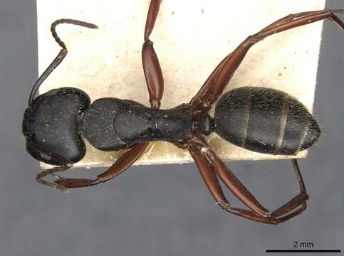 Image of Camponotus hartogi Forel 1902