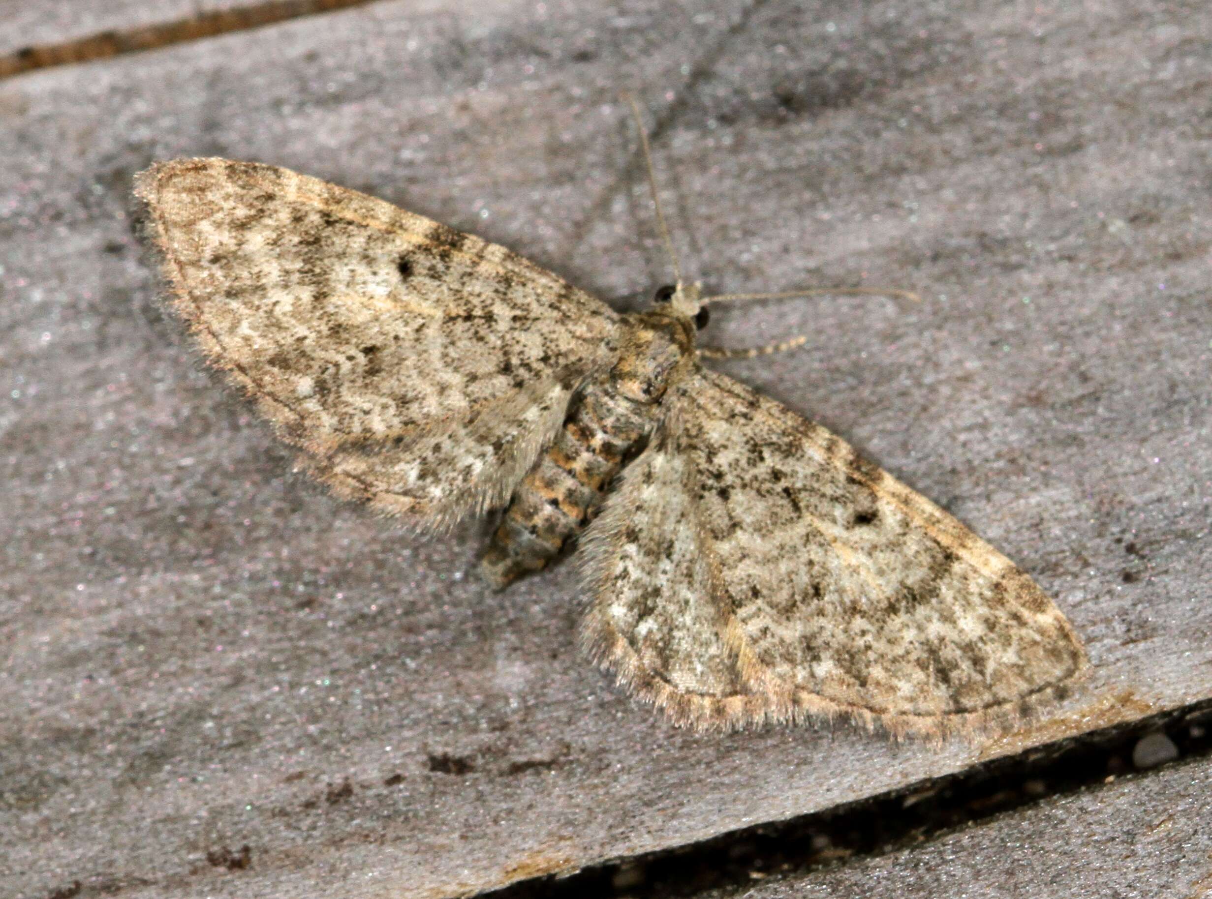 Eupithecia subfuscata Haworth 1890 resmi