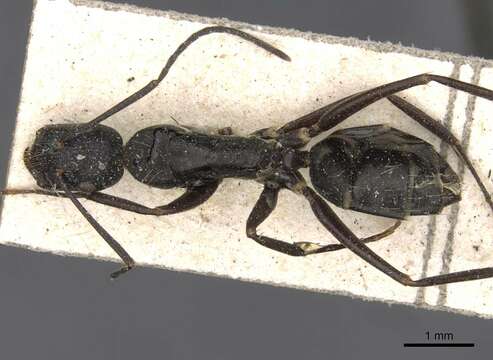 Plancia ëd Camponotus nigroaeneus (Smith 1858)