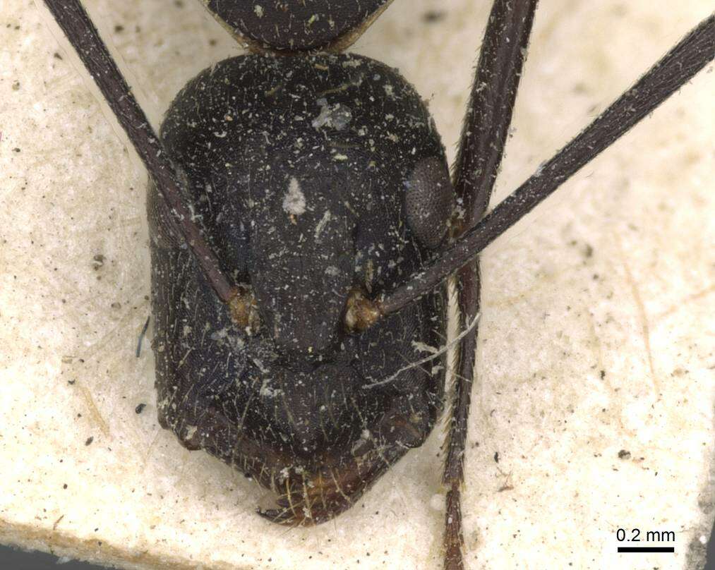 Plancia ëd Camponotus nigroaeneus (Smith 1858)