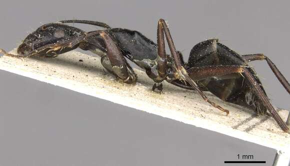 Plancia ëd Camponotus nigroaeneus (Smith 1858)