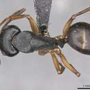 Imagem de Camponotus oetkeri Forel 1910